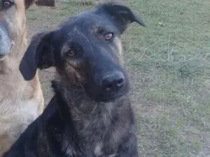 Cachorro raça Indefinida idade 7 a 11 meses nome Linda