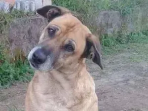Cachorro raça Indefinida idade 4 anos nome Mel