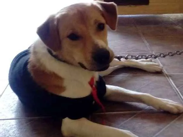 Cachorro ra a Srd idade 1 ano nome Paçoca