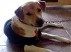 Cachorro raça Srd idade 1 ano nome Paçoca