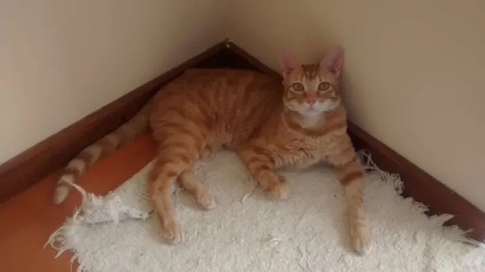 Gato ra a SRD idade 6 ou mais anos nome Thunder