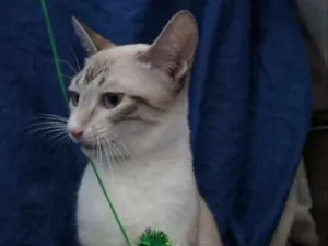 Gato raça  idade 2 a 6 meses nome Olivia