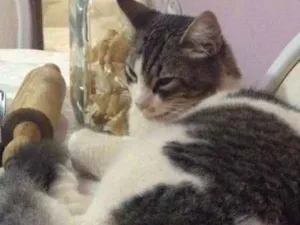 Gato raça SRD idade 1 ano nome Koi GRATIFICA