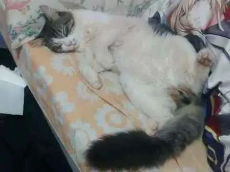 Gato ra a SRD idade 1 ano nome Koi GRATIFICA