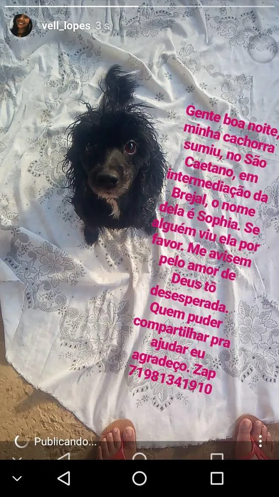 Cachorro raça Poodle idade 5 anos nome Sophia 