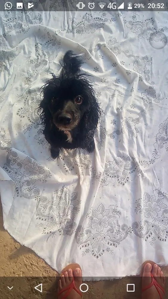 Cachorro raça Poodle idade 5 anos nome Sophia 