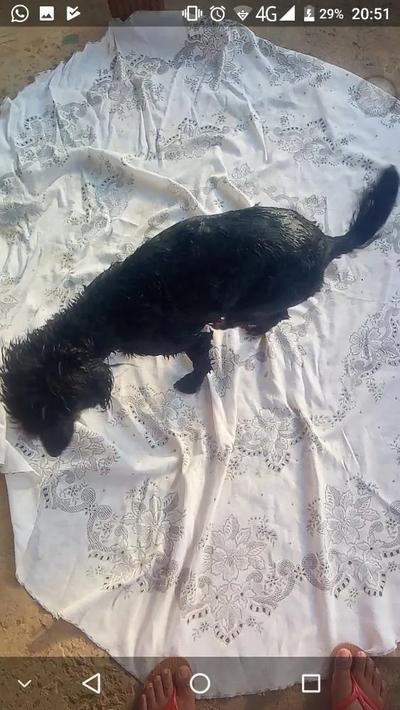 Cachorro raça Poodle idade 5 anos nome Sophia 