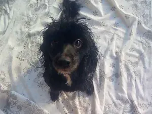 Cachorro raça Poodle idade 5 anos nome Sophia 