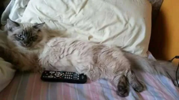 Gato ra a Siamês  idade 2 anos nome Kako
