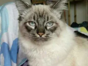 Gato raça Siamês  idade 2 anos nome Kako