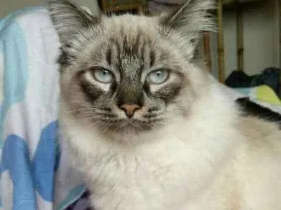 Gato ra a Siamês  idade 2 anos nome Kako
