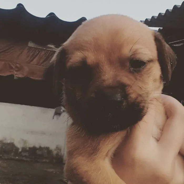 Cachorro ra a Vira lata idade 2 a 6 meses nome Caramelo