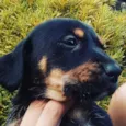 Pretinha