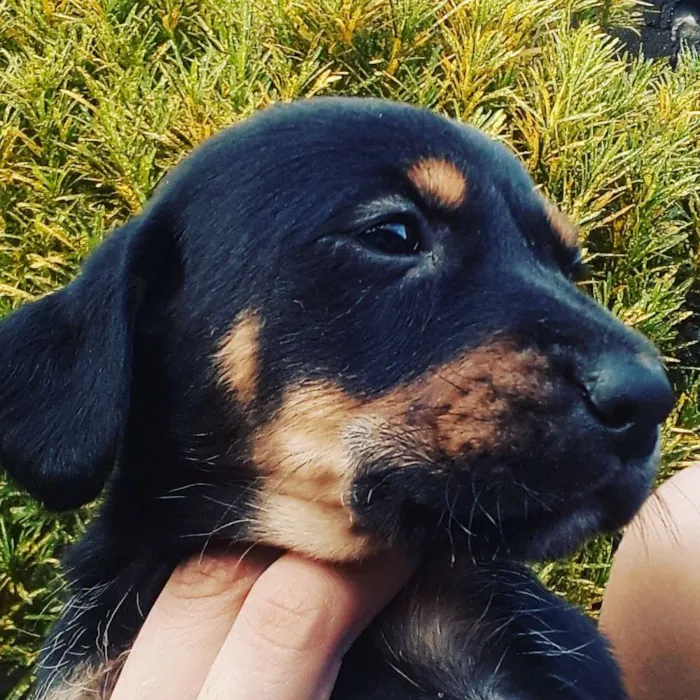Cachorro ra a Vira lata idade 2 a 6 meses nome Pretinha