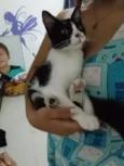 Gatinha