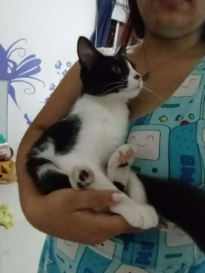 Gato ra a Srd idade 2 a 6 meses nome Gatinha