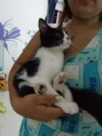 Gatinha