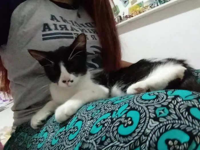 Gato ra a Srd idade 2 a 6 meses nome Gatinha