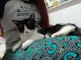 Gatinha