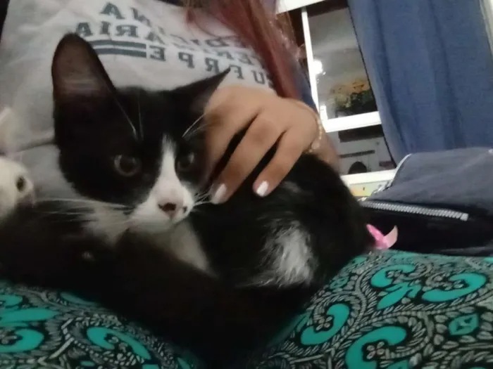 Gato ra a Srd idade 2 a 6 meses nome Gatinha