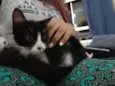 Gatinha
