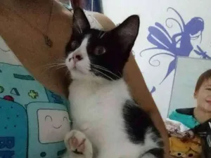 Gato raça Srd idade 2 a 6 meses nome Gatinha