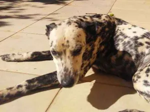 Cachorro raça Dálmata idade 3 anos nome Não sei