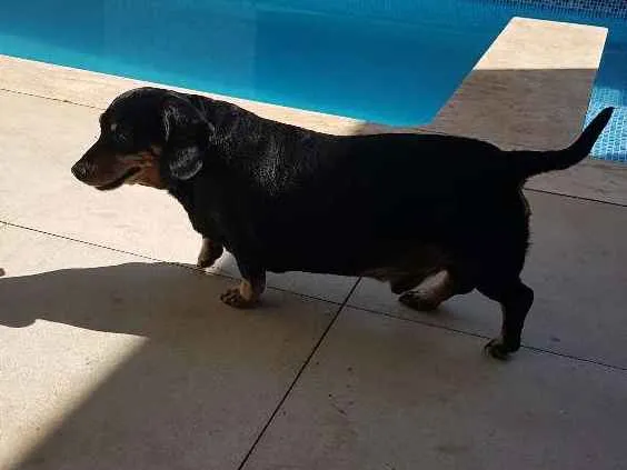 Cachorro ra a Teckel idade 6 ou mais anos nome Chokito