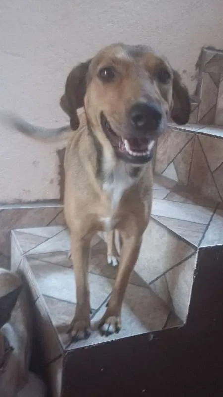 Cachorro ra a Vira-lata idade 2 anos nome Nick