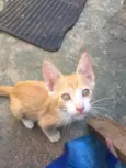 Filhotes de gatos