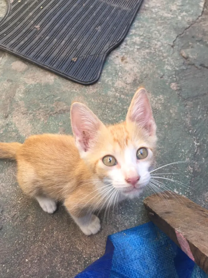 Gato ra a  idade 2 a 6 meses nome Filhotes de gatos