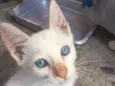 Filhotes de gatos