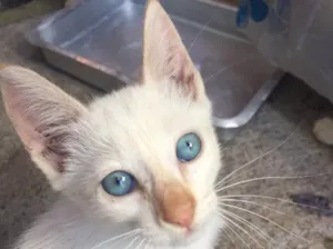 Gato raça  idade 2 a 6 meses nome Filhotes de gatos