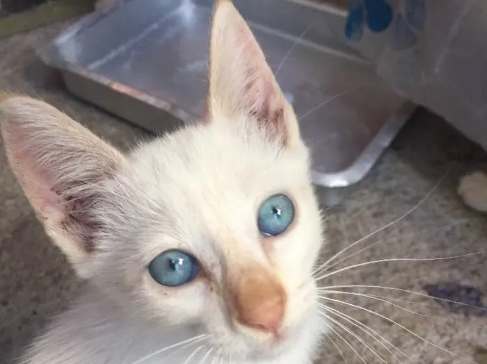 Gato ra a  idade 2 a 6 meses nome Filhotes de gatos