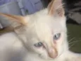 Filhotes de gatos