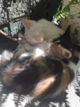 Filhotes de gatos