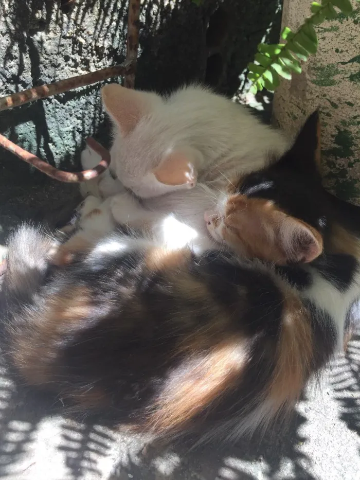 Gato ra a  idade 2 a 6 meses nome Filhotes de gatos