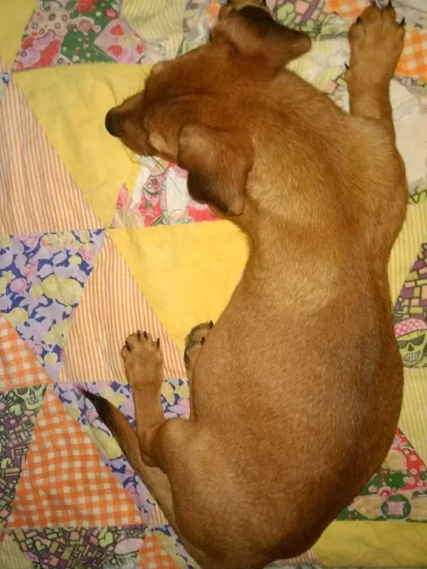 Cachorro raça  idade 2 a 6 meses nome Bolt