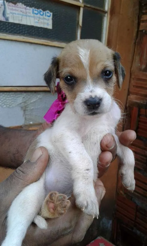 Cachorro ra a SRD idade Abaixo de 2 meses nome sem nome