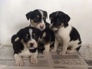 Cachorro raça Sem raça definida idade Abaixo de 2 meses nome Sem nome