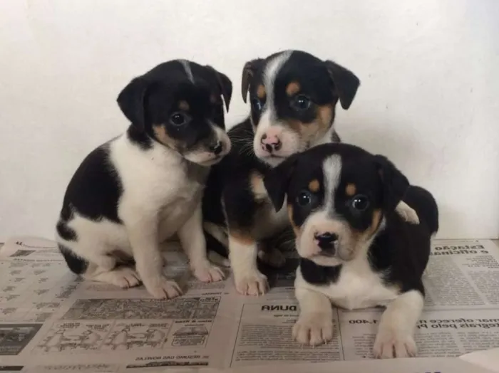 Cachorro raça Sem raça definida idade Abaixo de 2 meses nome Sem nome