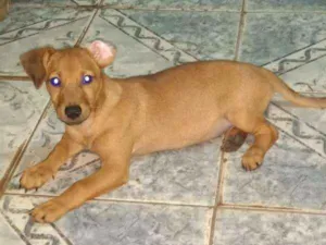 Cachorro raça  idade 2 a 6 meses nome Bolt