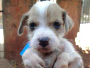 Cachorro raça SRD idade Abaixo de 2 meses nome sem nome