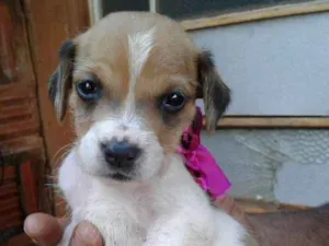 Cachorro raça SRD idade Abaixo de 2 meses nome sem nome