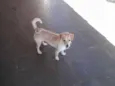 Nina
