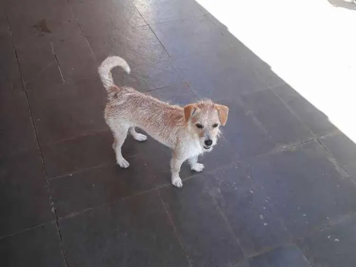 Cachorro ra a Indefinida idade 1 ano nome Nina