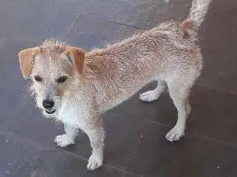 Cachorro ra a Indefinida idade 1 ano nome Nina