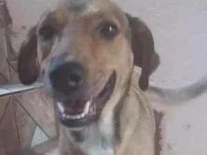 Cachorro raça Vira-lata idade 2 anos nome Nick