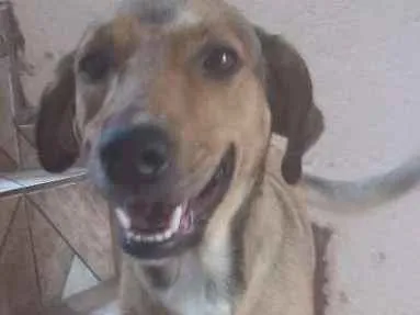 Cachorro ra a Vira-lata idade 2 anos nome Nick