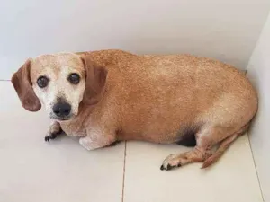 Cachorro raça Teckel idade 6 ou mais anos nome Anita